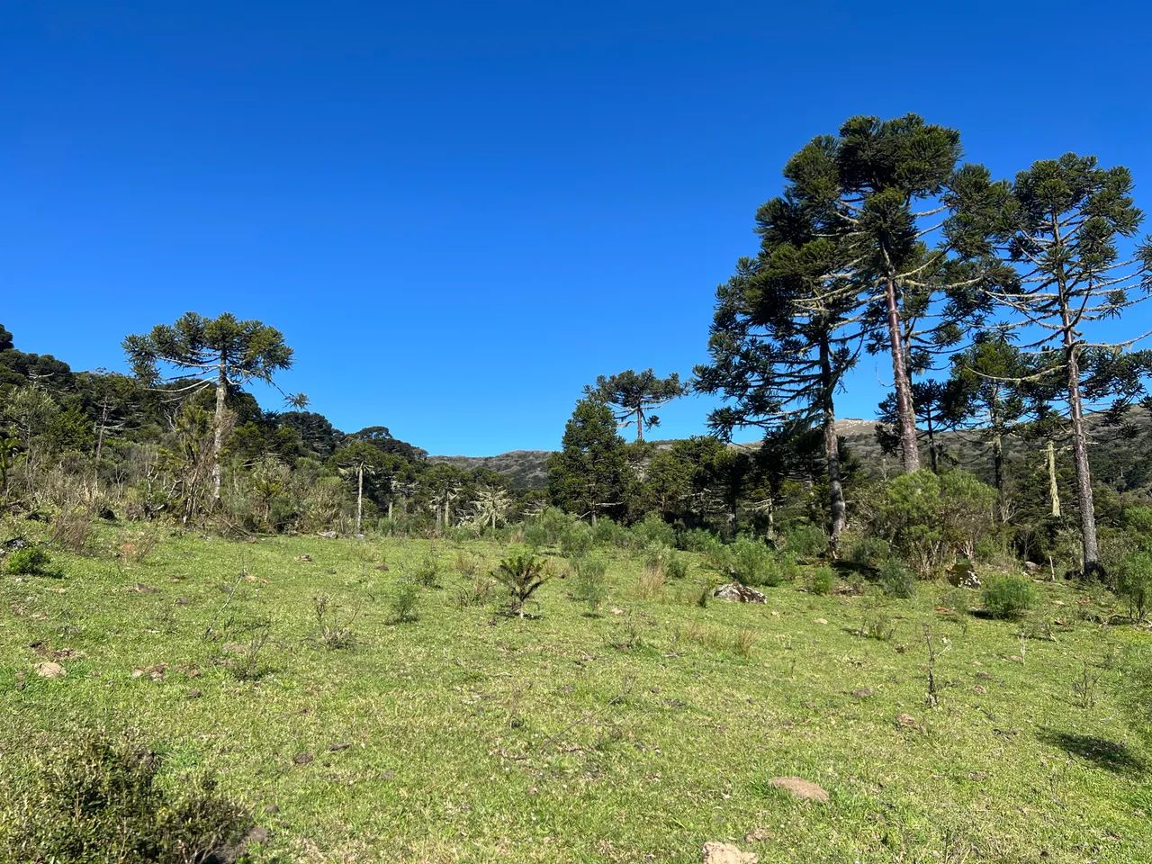 Terreno com 86 hectares em Urubici. - Foto 3