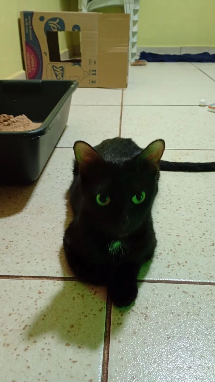 Doa-se gata castrada  - Foto 4