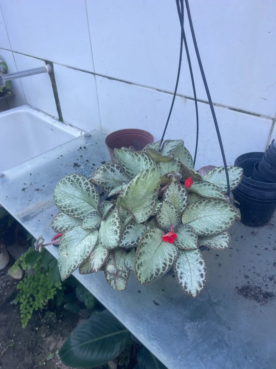 Plantinhas - Foto 3