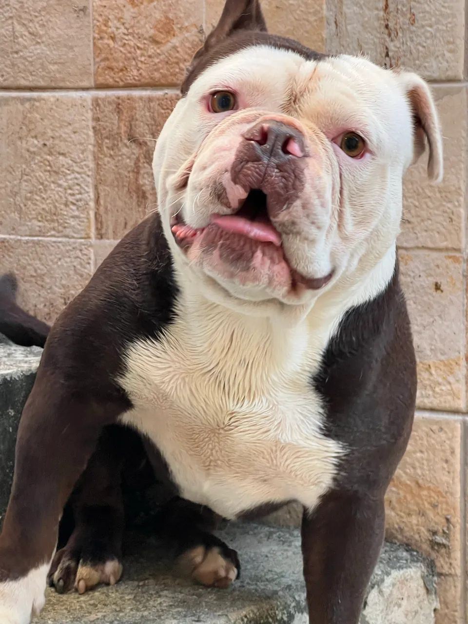 Buldogue Inglês  - Foto 3