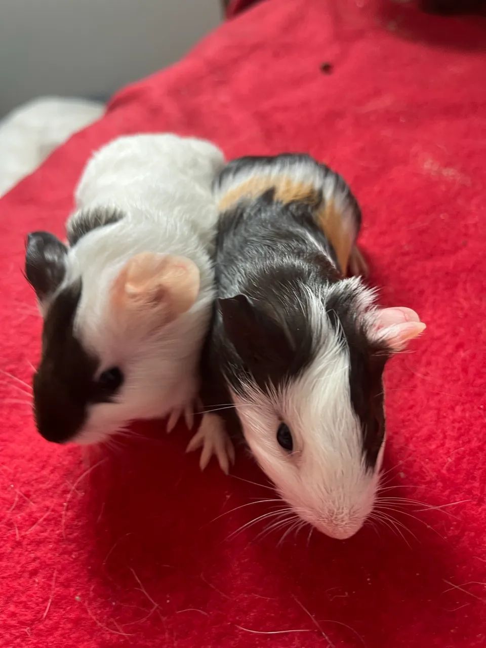 Porquinhos da india macho 