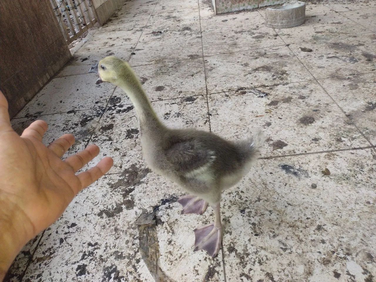 VENDO 