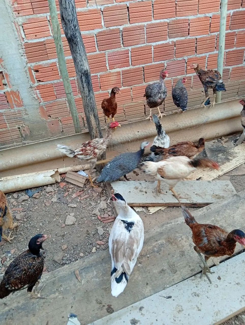 Galinha caipira  - Foto 2