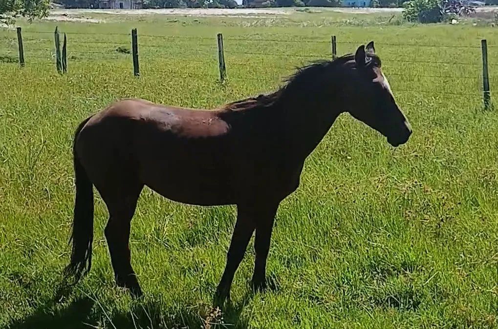 Vendo cavalo  - Foto 4