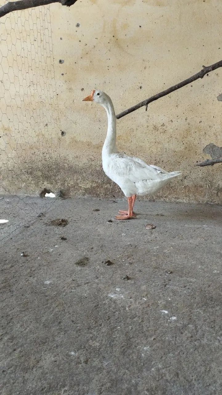 Vendo frango de ganso macho