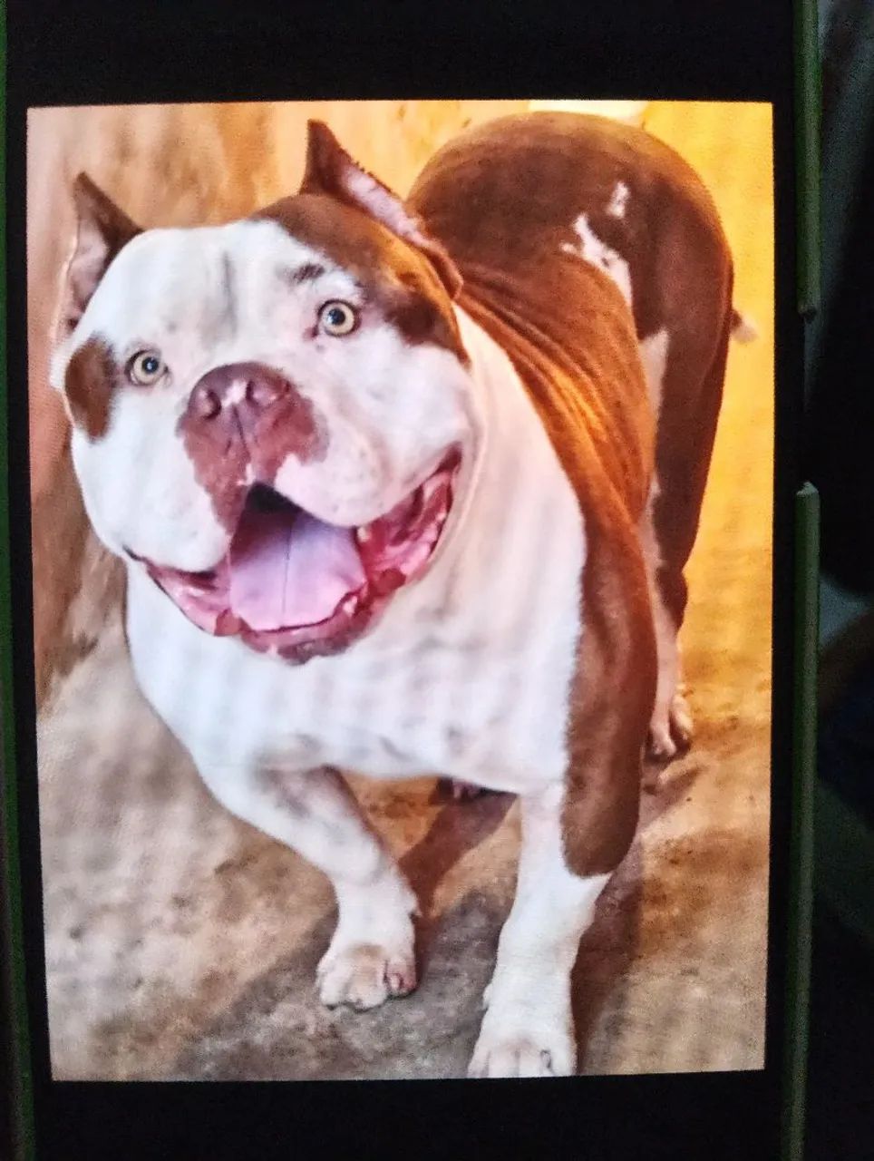 Pit Monster com pedigree
