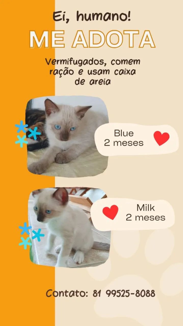ADOÇÃO RESPONSÁVEL !!!
