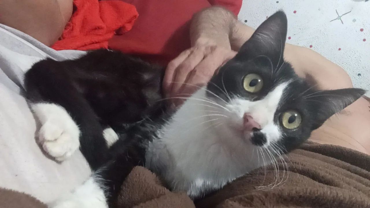 Doação de gato - Foto 3