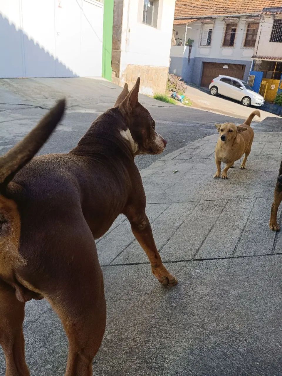 Doação de Pitbull 