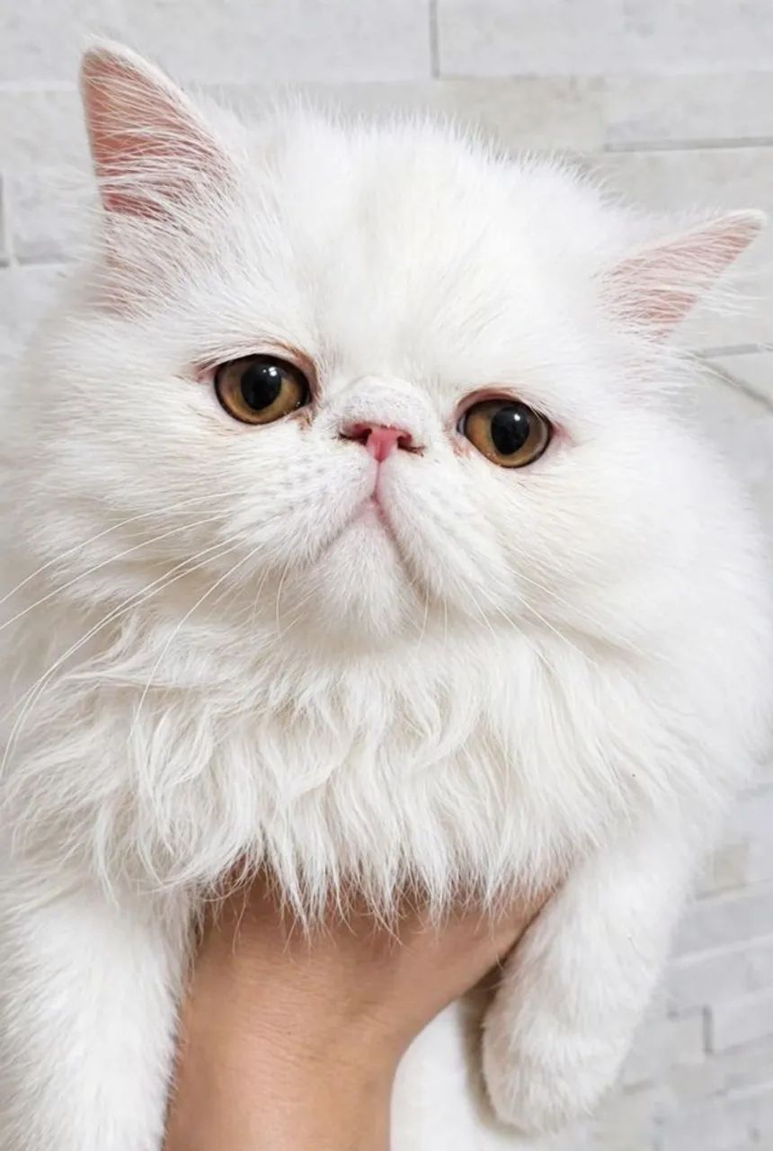 Gato persa