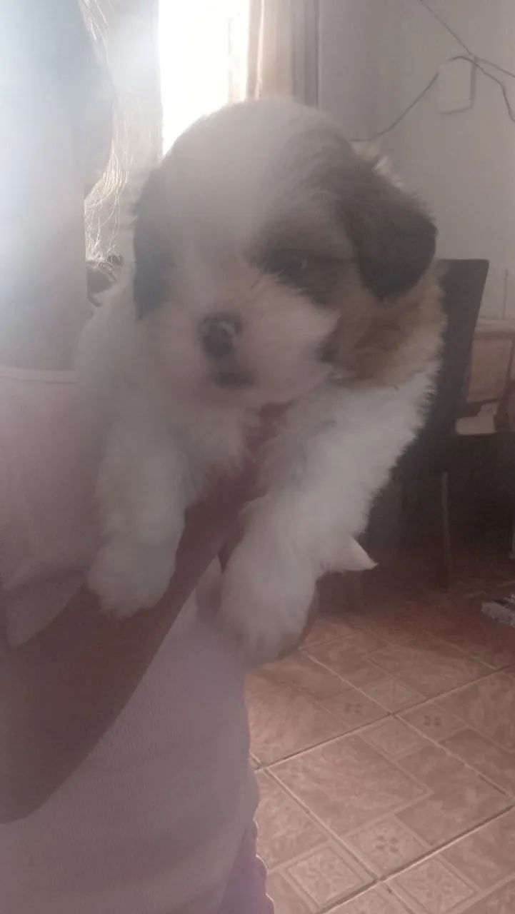 Vende.se cachorro shitus machinho com 35 dias valor 650 reais  comendo ração molhadinha ja
