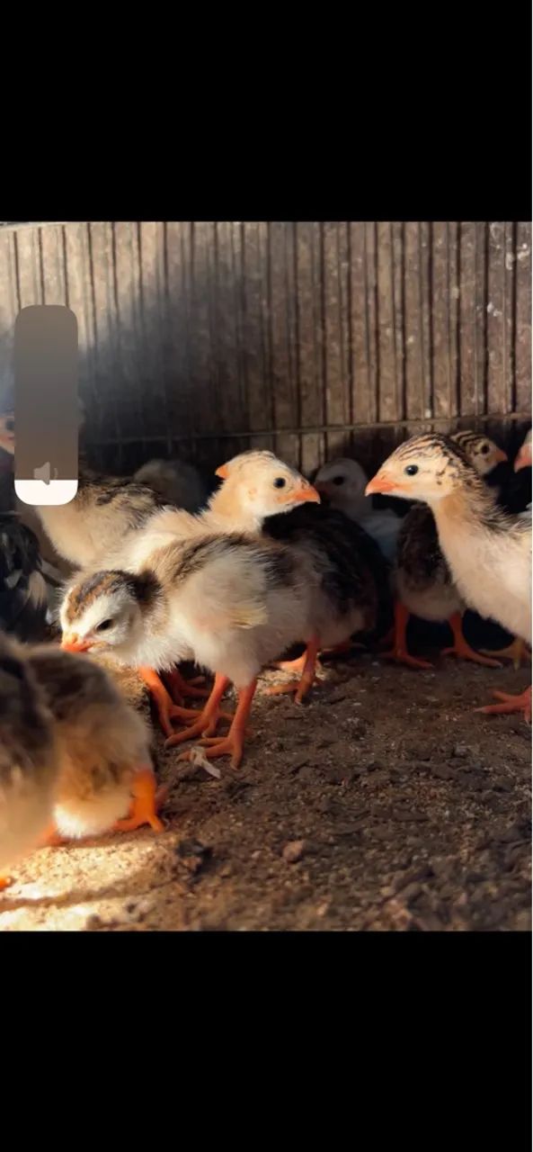 Galinha da angola - Foto 3