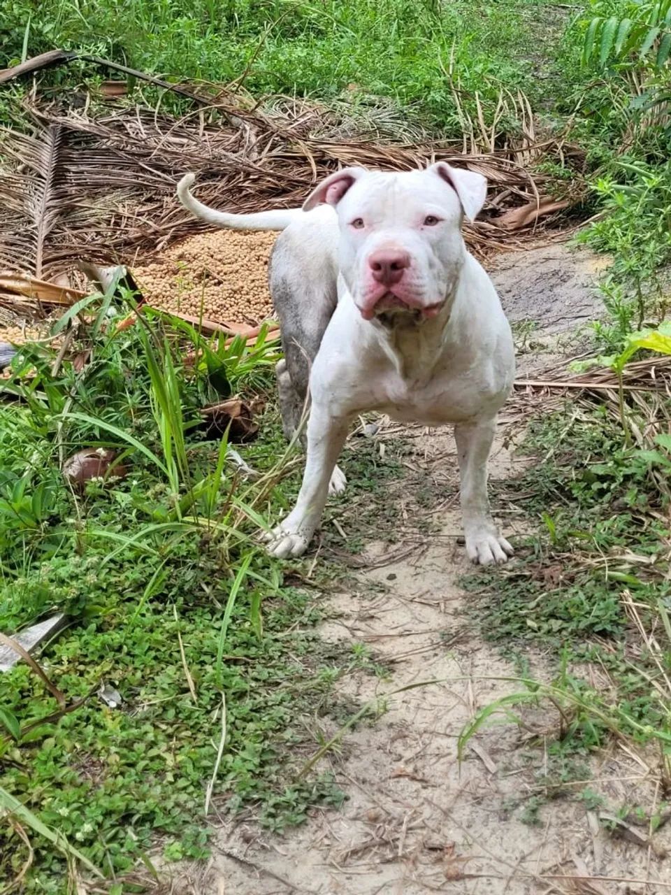Pitbull 
