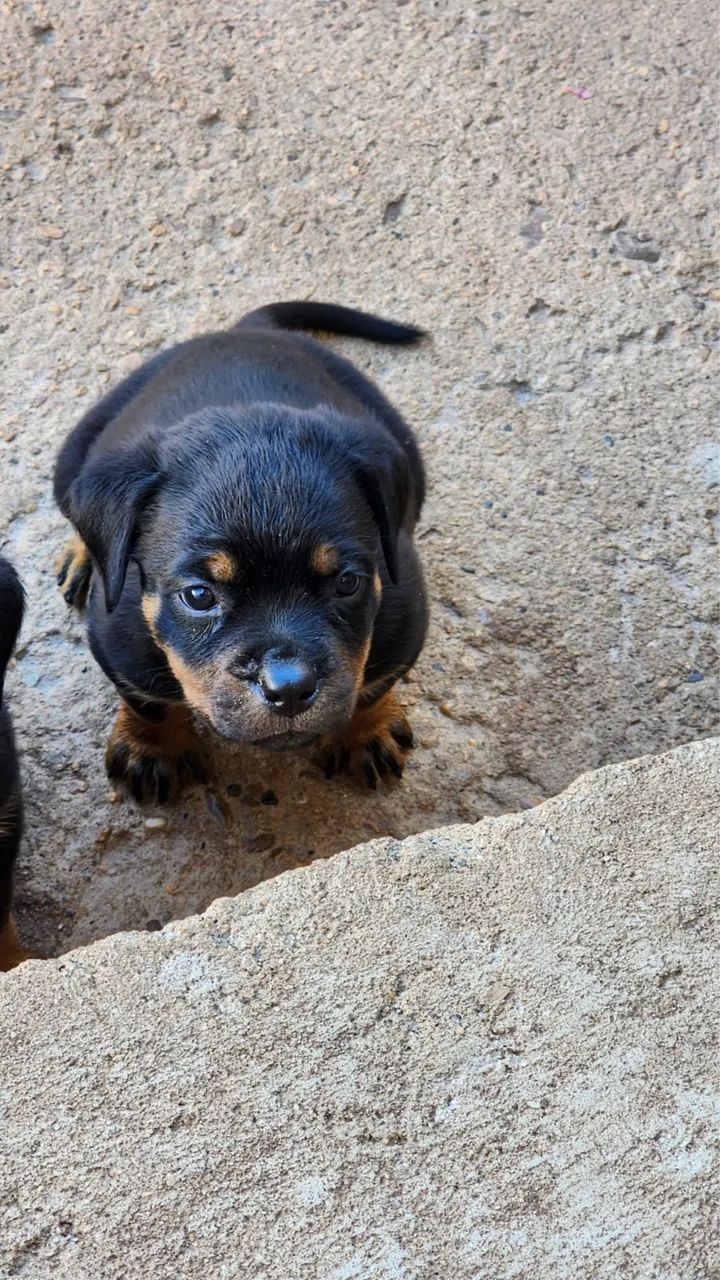 Filhotes Rottweiler  - Foto 2