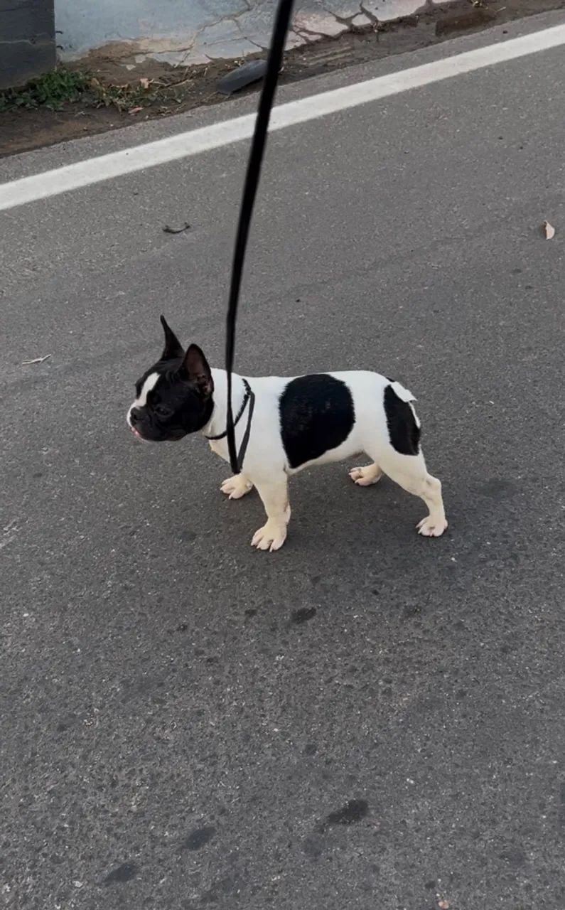 Filhote de buldogue francês  - Foto 2