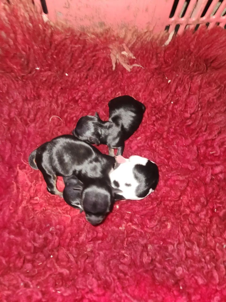 Pinscher  - Foto 3