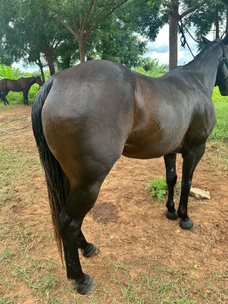 Cavalo - Foto 3