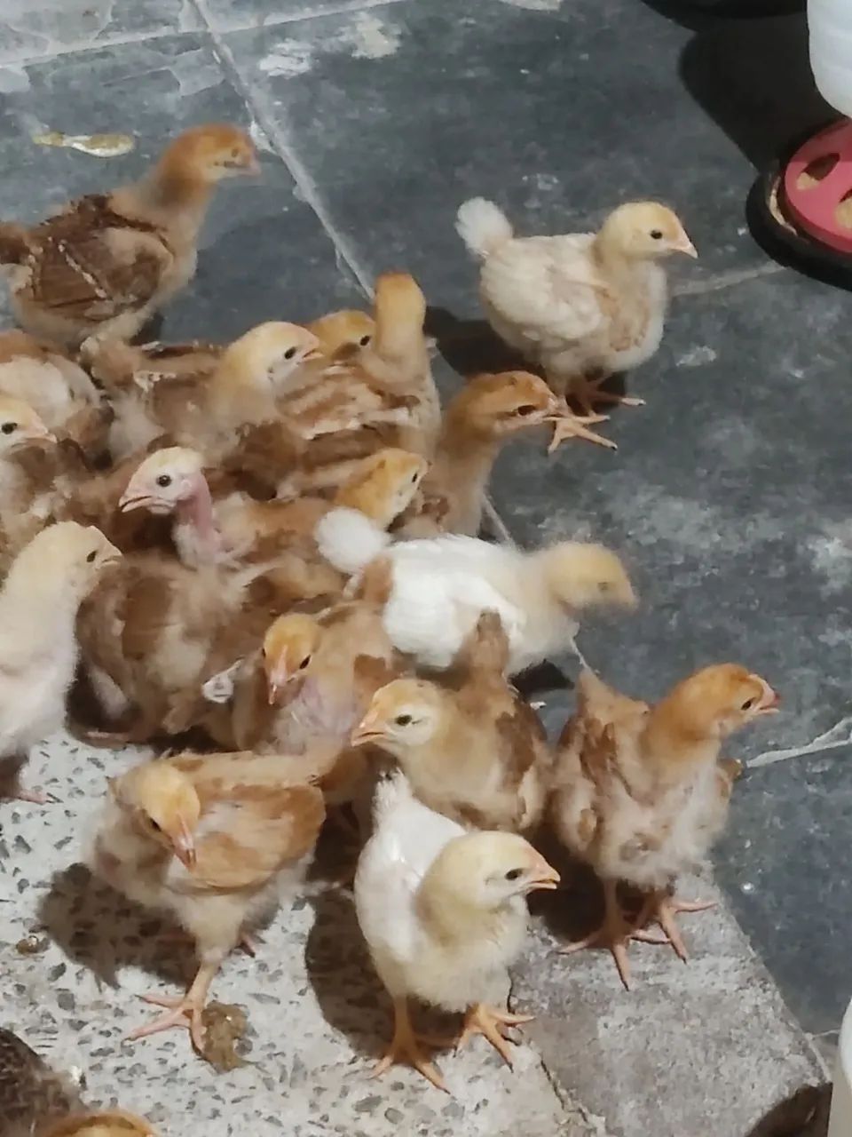 Pintinhos 