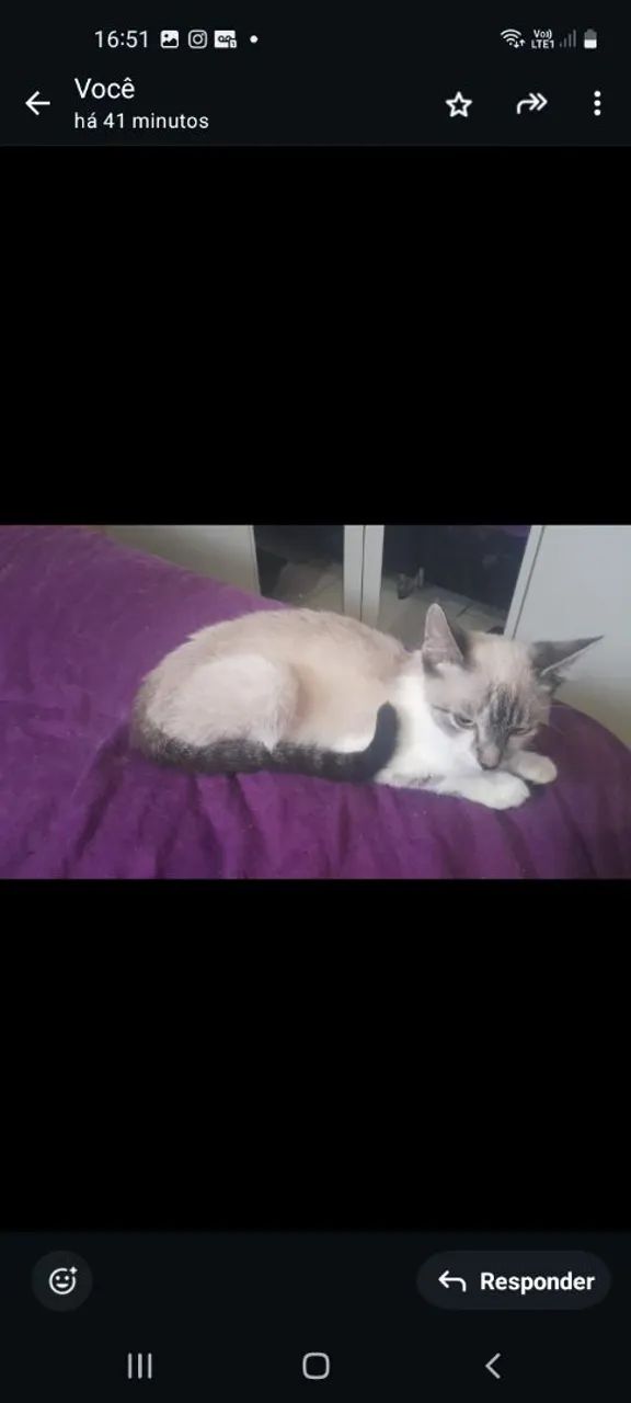 Doação de gato filhotes - Foto 4