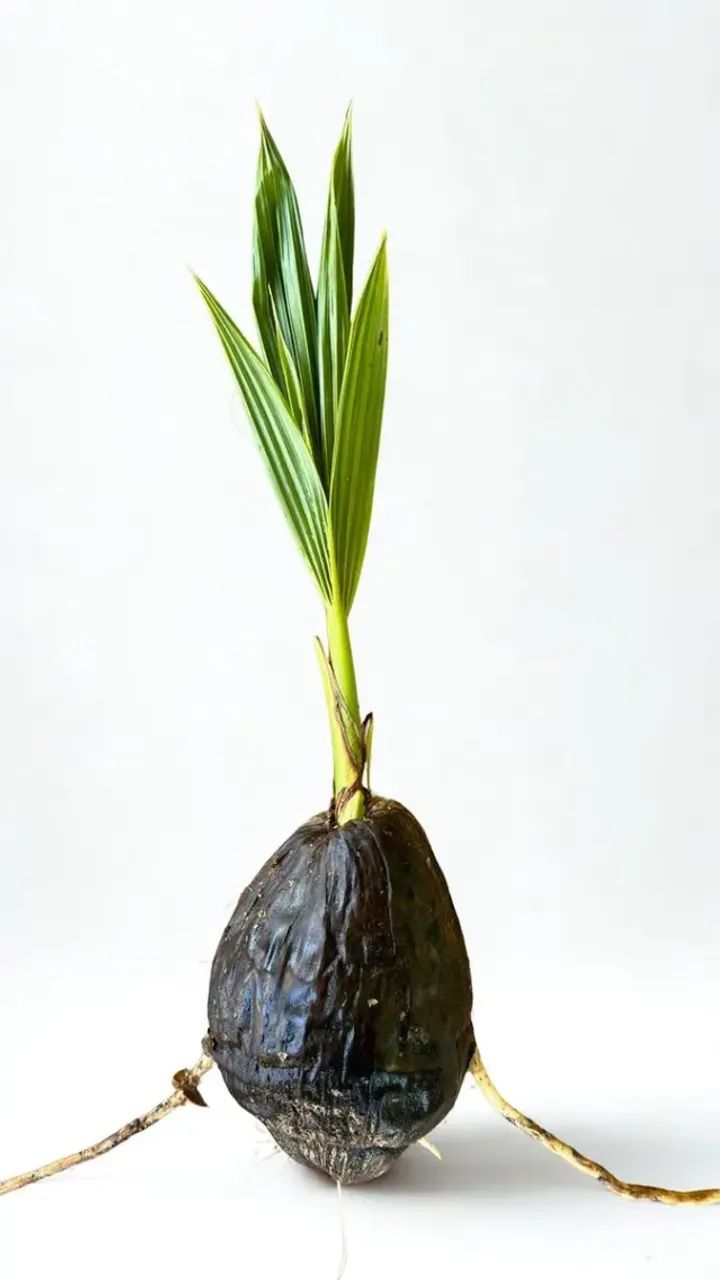 Mudas De Coco Anão Precoce 100% Só Plantar - Foto 3