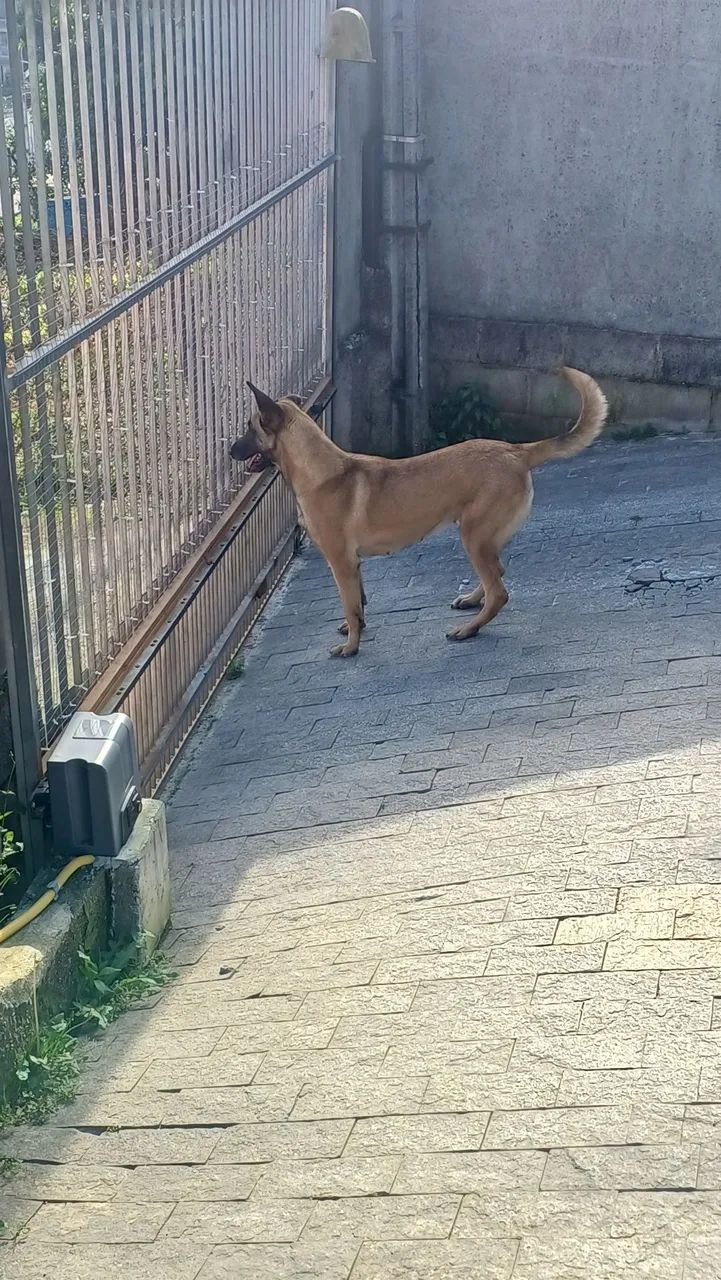 Vendo pastor belga malinois 
