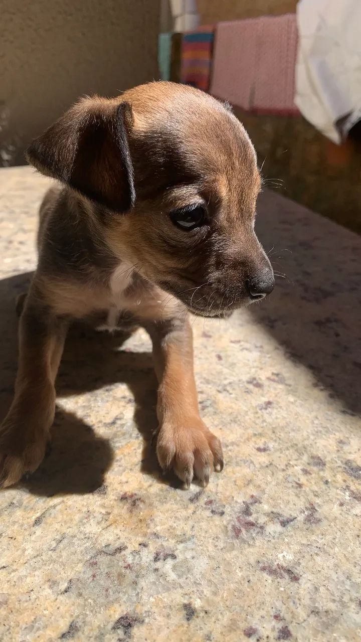 Doação de cachorro - Foto 4