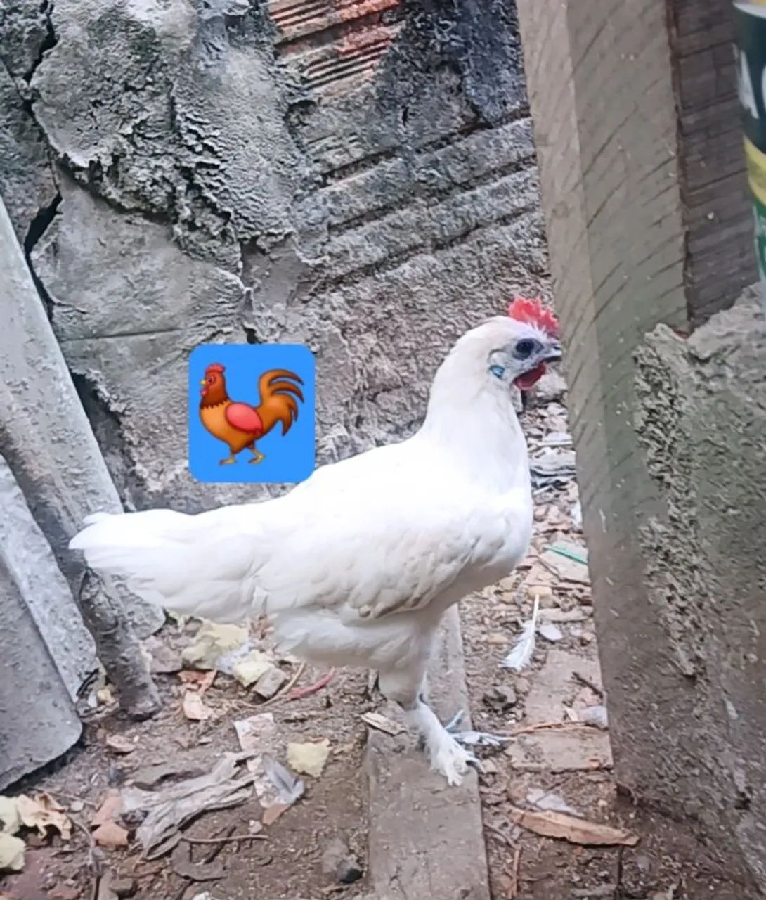 Vendo frango e frangas da raça garnizé.