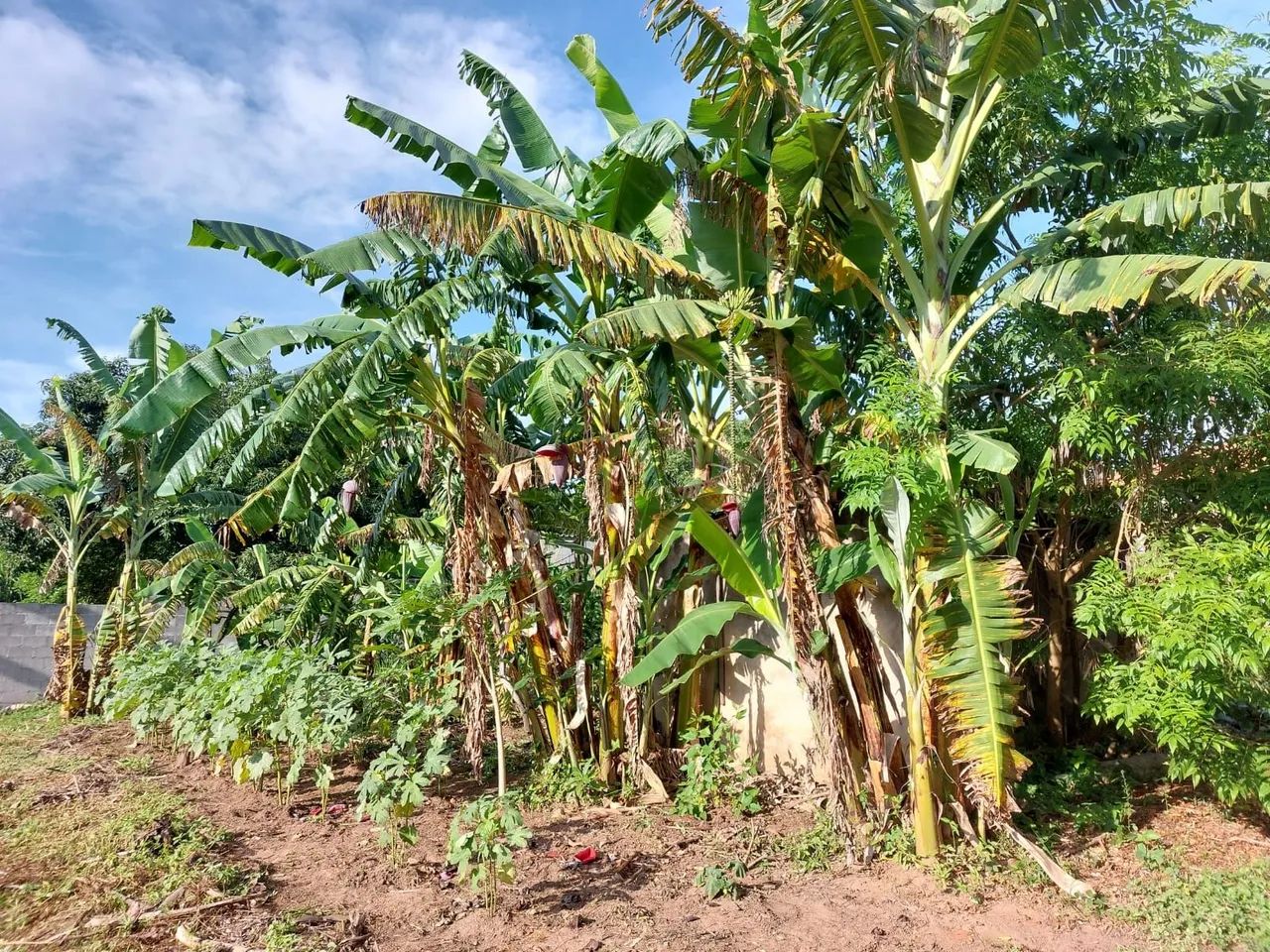 Venda ou Permuta por casa - Foto 5