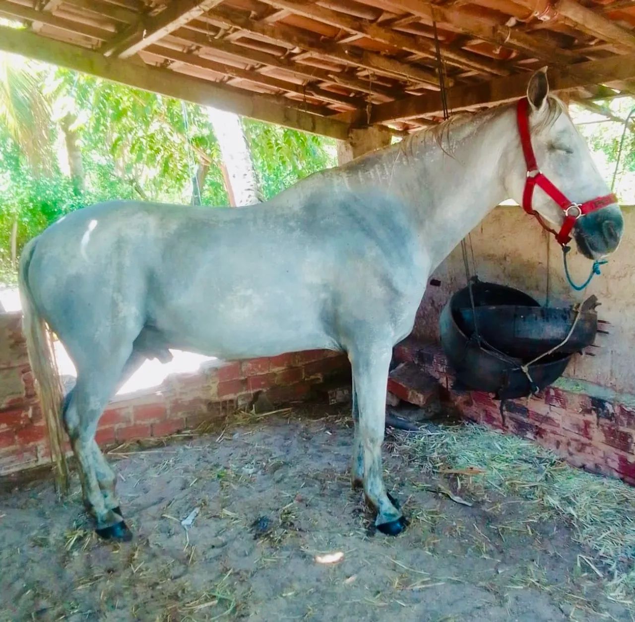 Vendo cavalo  - Foto 2