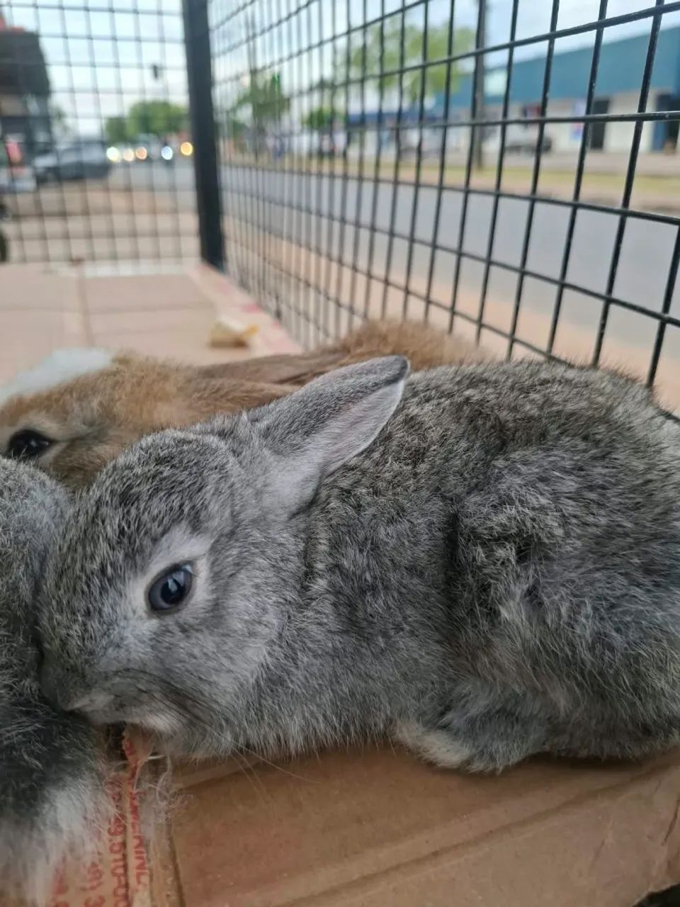 Coelhos - Foto 4