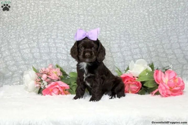 ?Filhotes de Cocker Spaniel Inglês com procedência?