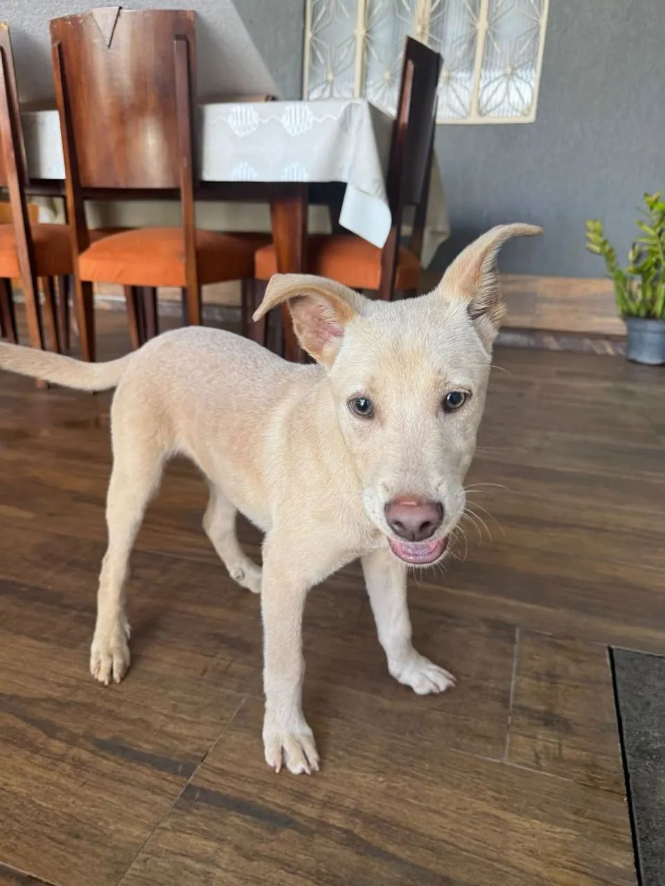 Cachorro