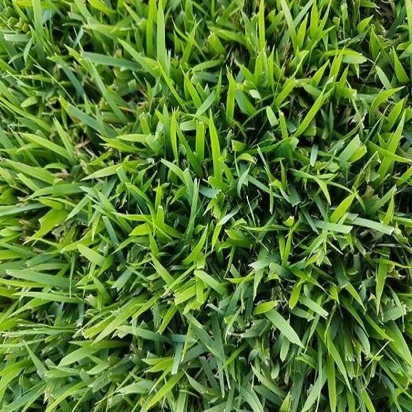 Está procurando uma grama boa e barata e com a gente! - Foto 3