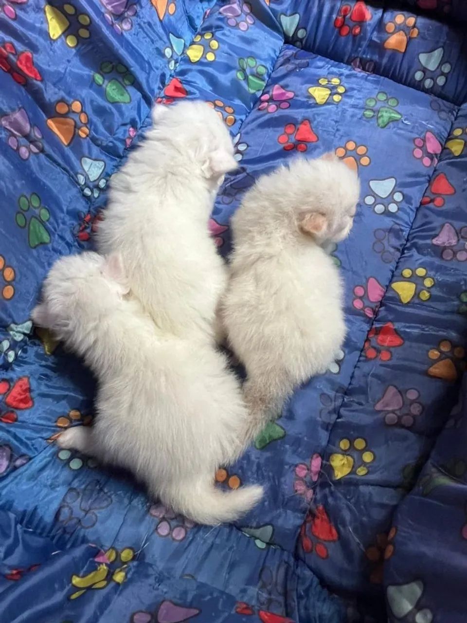 Tenho gatinhas persas - Foto 6