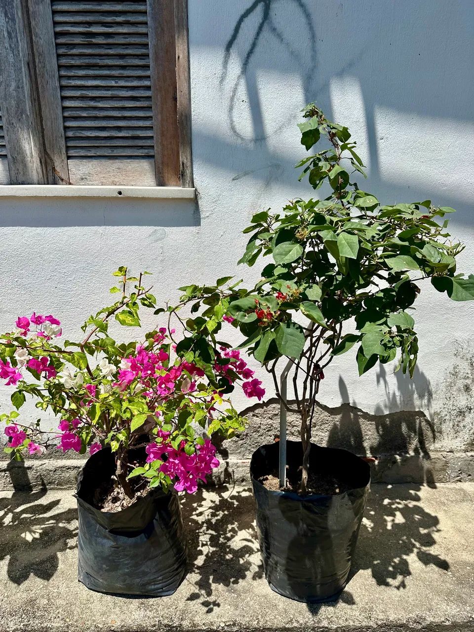 Mudas de Bougainvilles - Foto 3