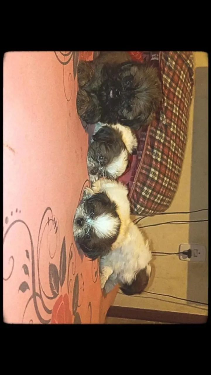 Vende se Shitzu  - Foto 4