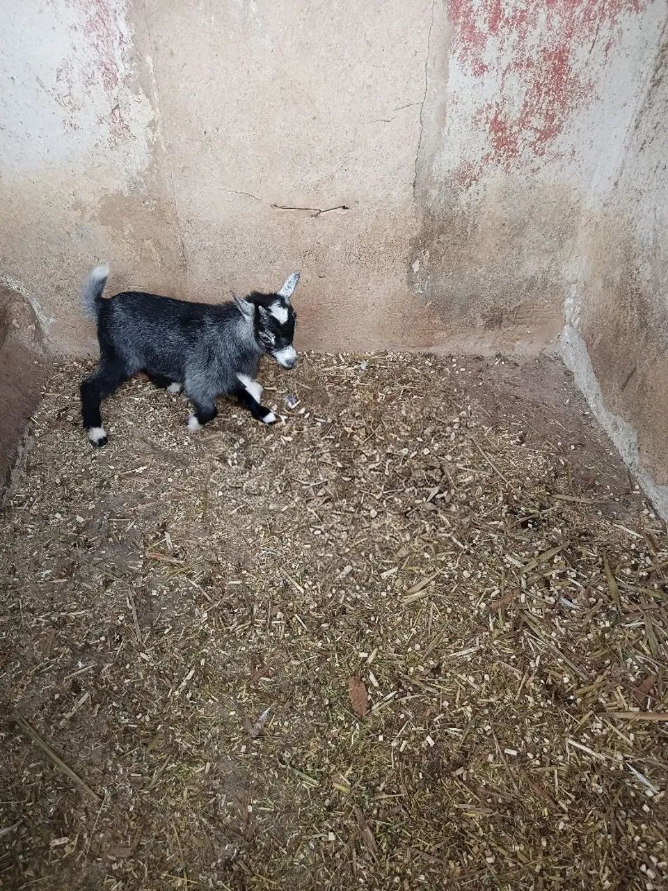 Mini cabritinho  valor 1.250,00