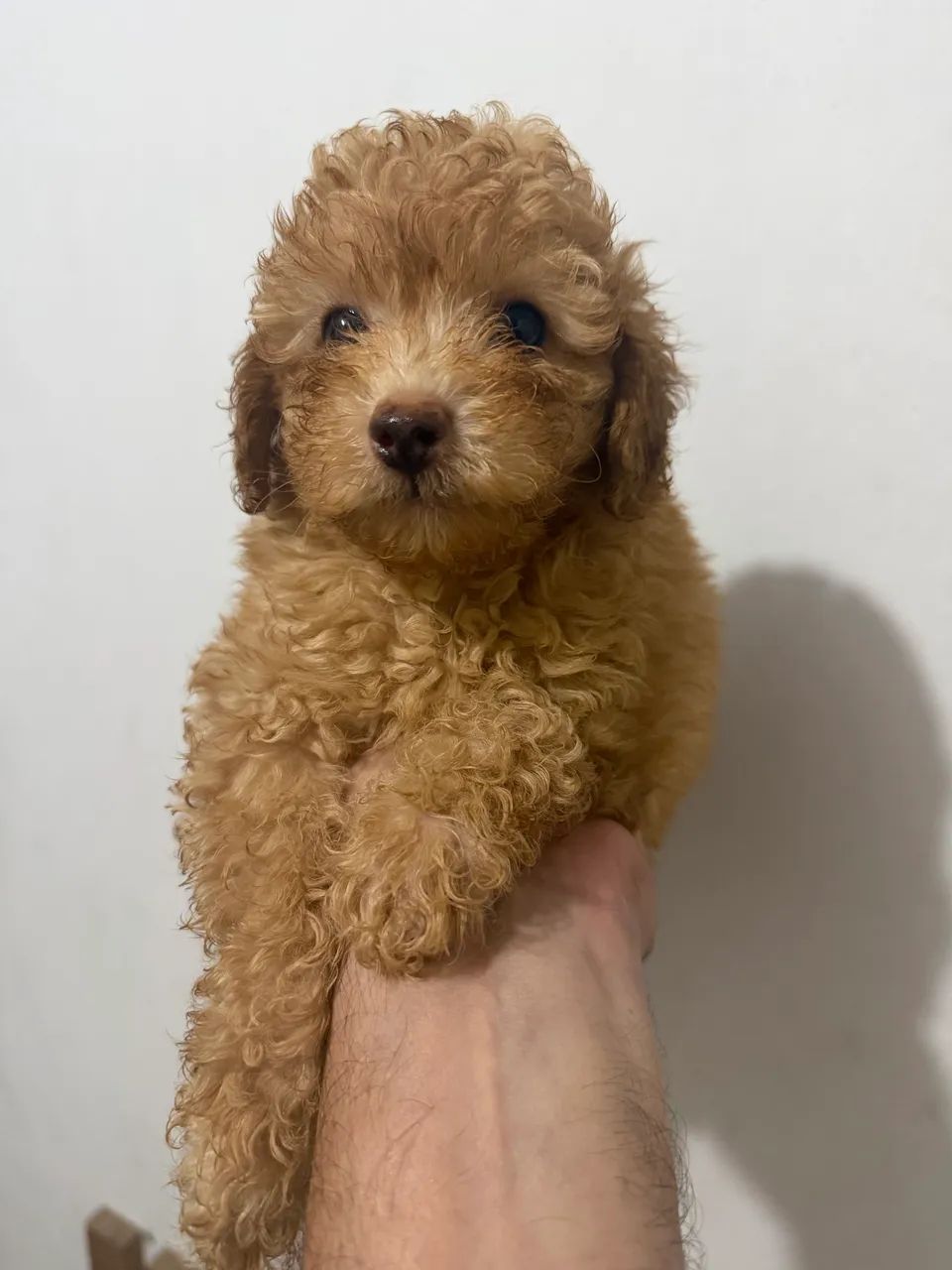 Poodle - machinho abricot - Foto 5