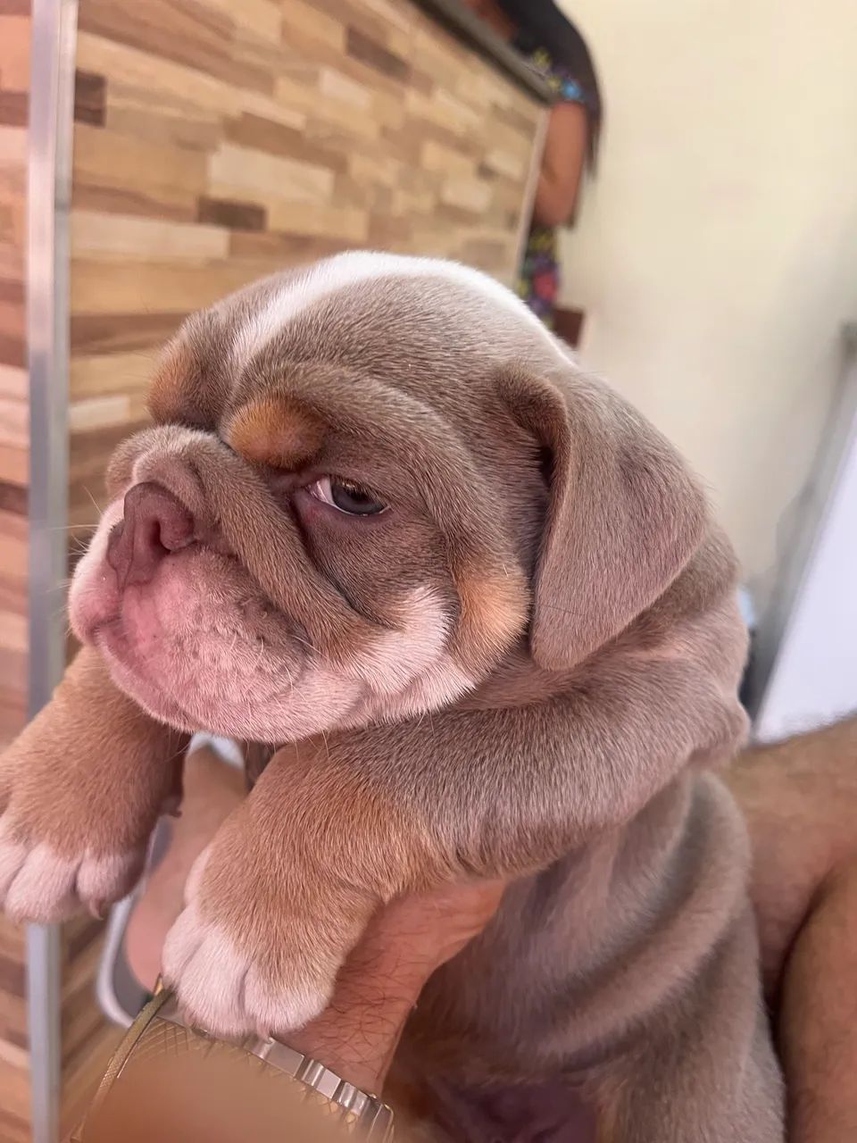 Buldog inglês 