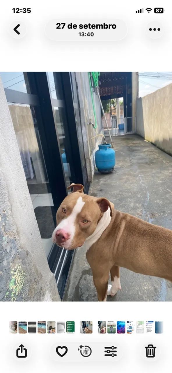 Doa-se Pitbull com 1 ano dócil super bem cuidado  - Foto 3
