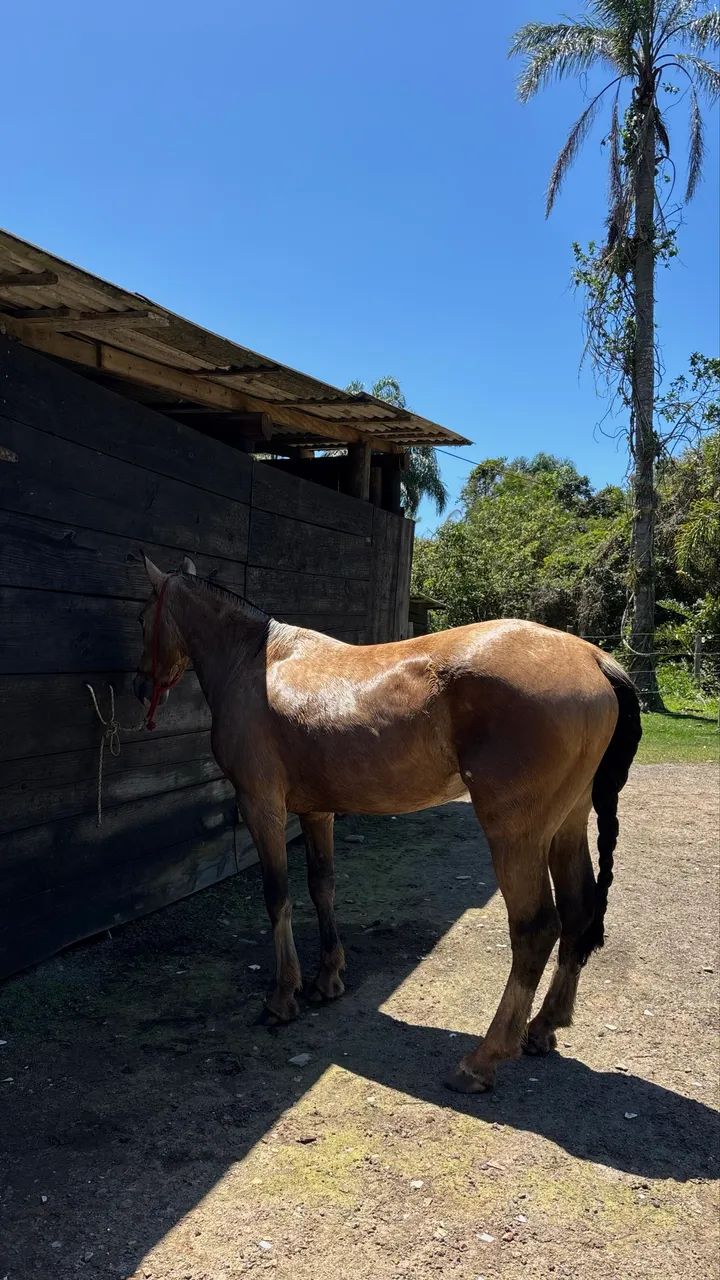 Cavalo Crioulo Baio  - Foto 3