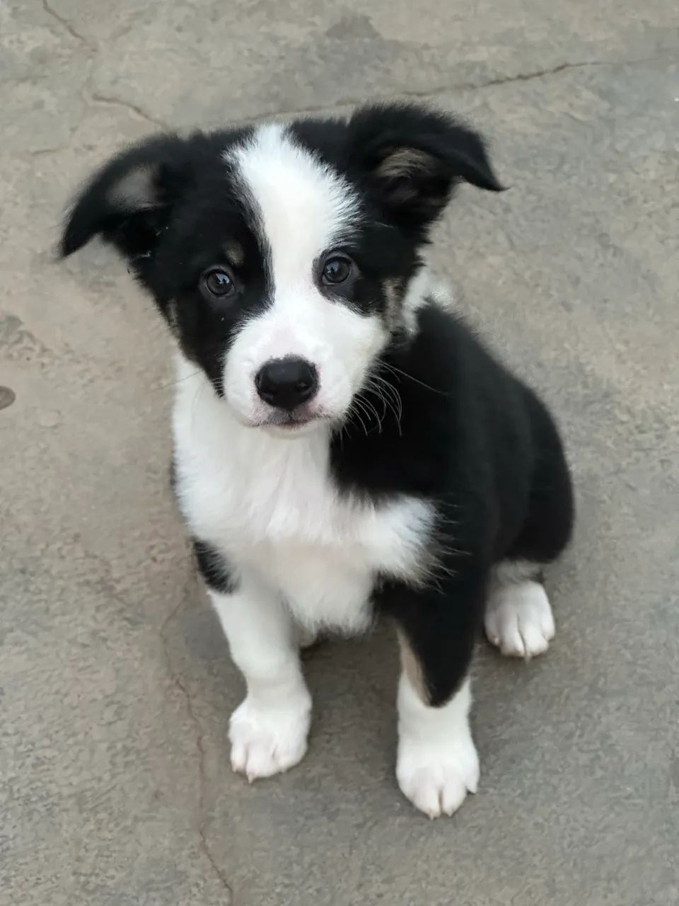 Border collie