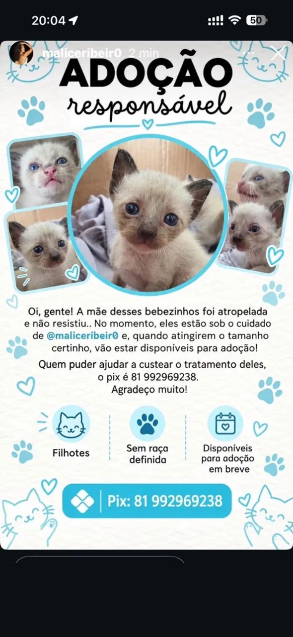 Adoção responsável  - Foto 4