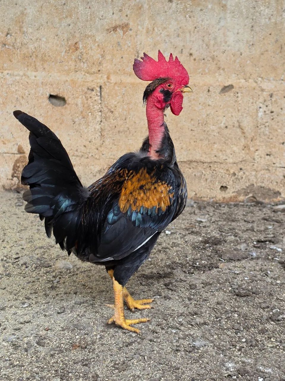 Galo e Galinha Garnizé 