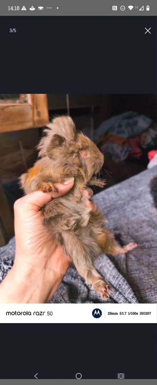 Vendo porquinho da índia peruano macho de 2 meses - Foto 3
