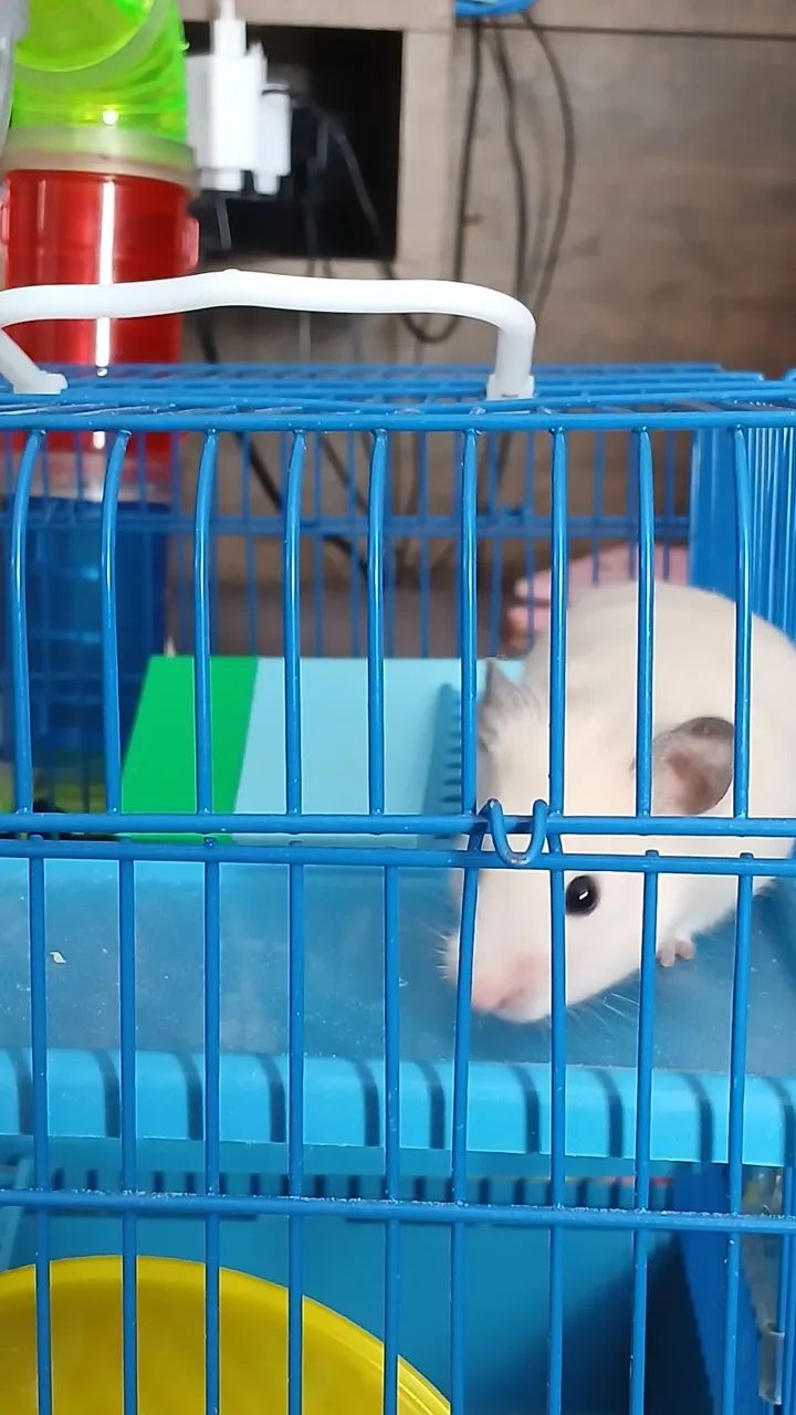 Animal Domestico