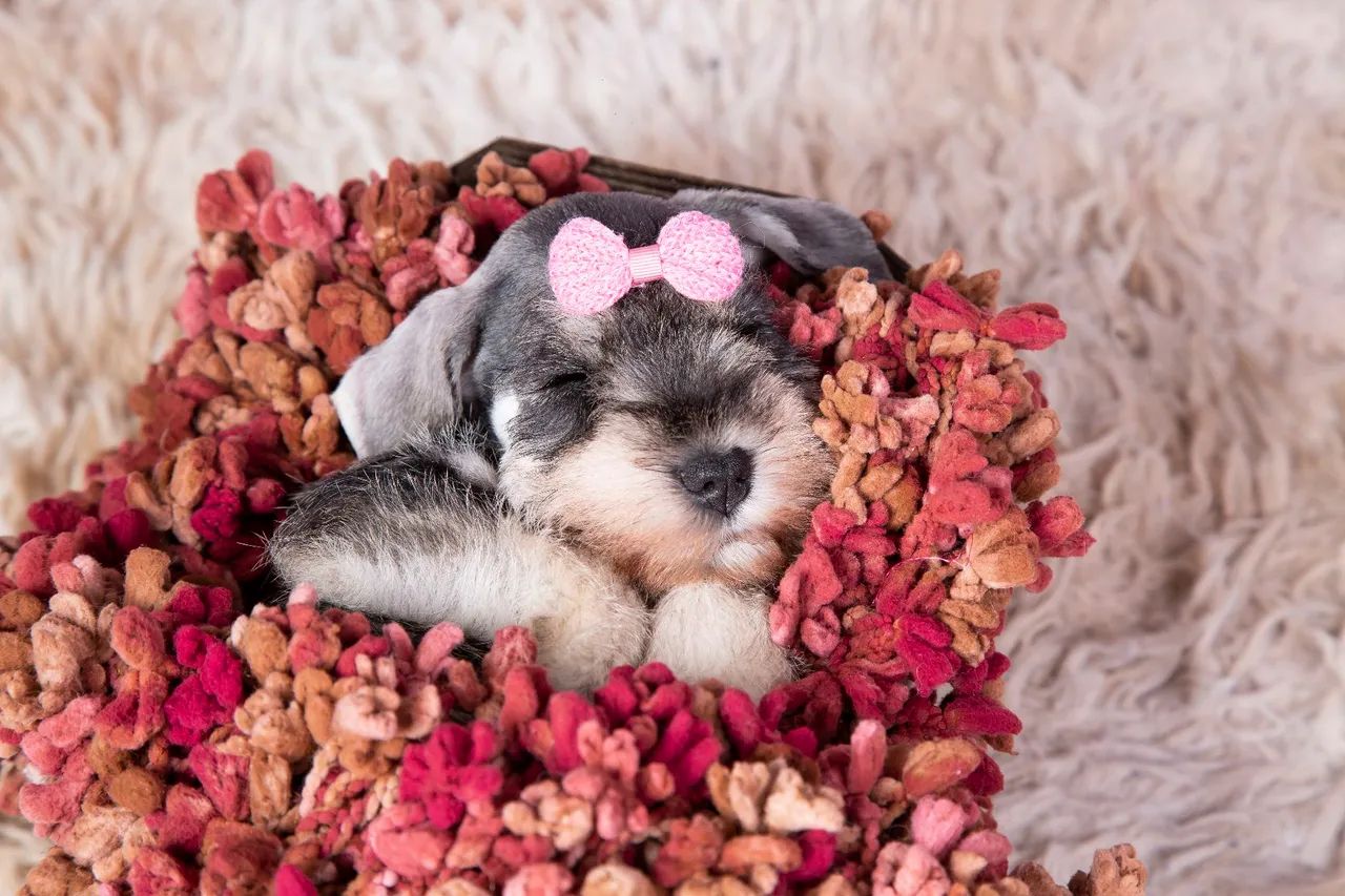 Schnauzer miniatura  - Foto 3