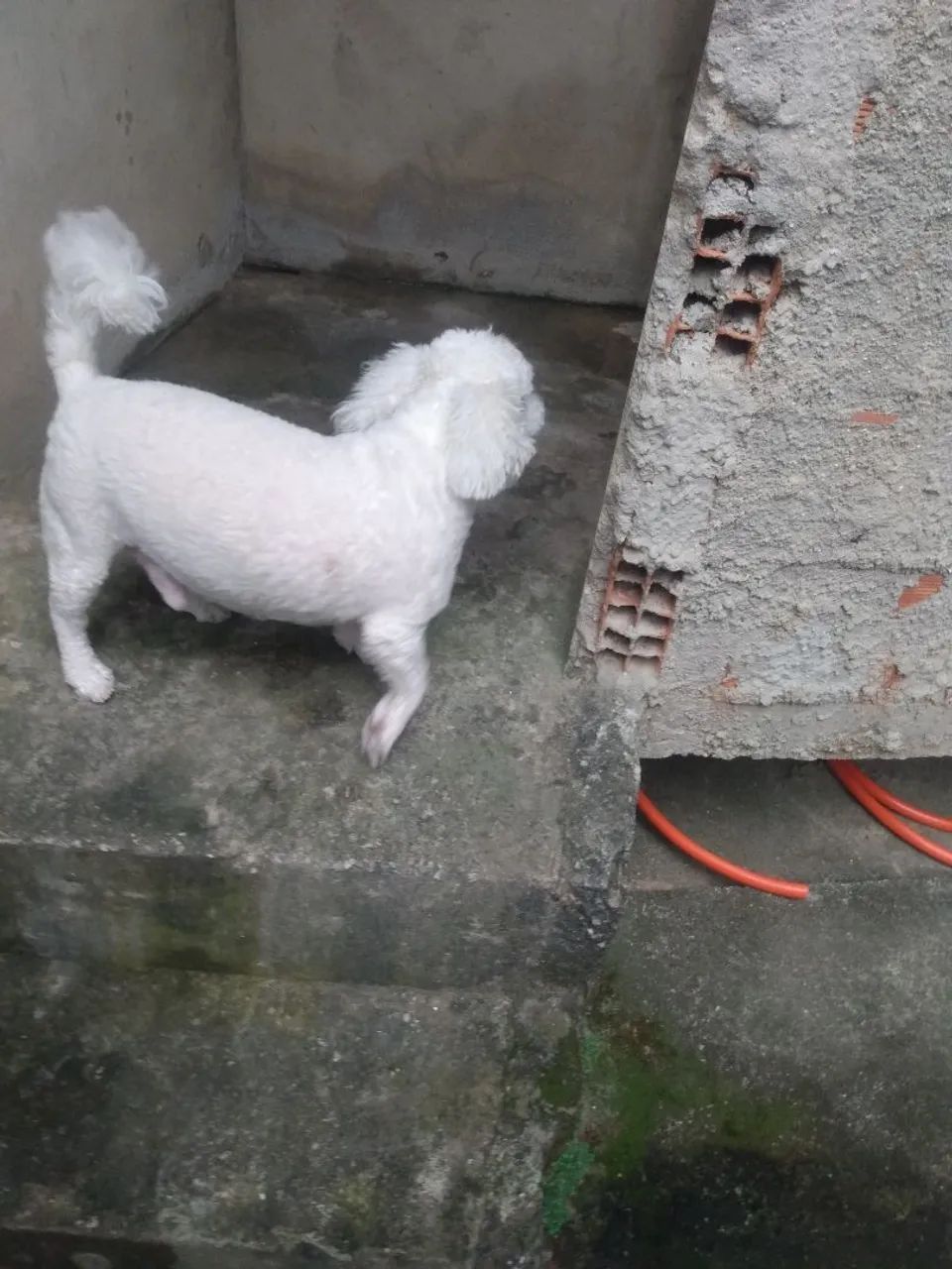 Doando o Doki - Poodle Sênior  - Foto 2