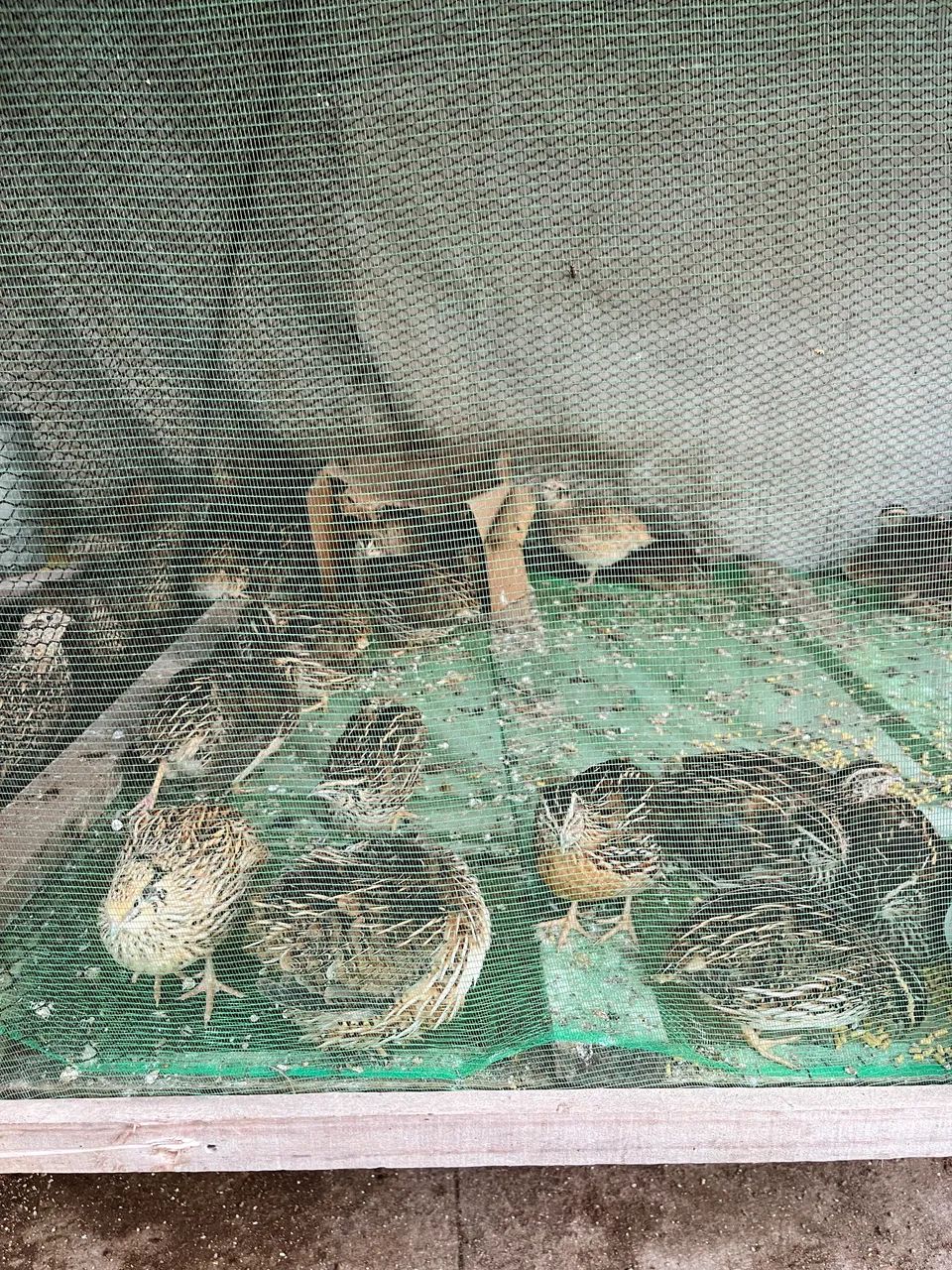 Vendo codornas para abate - Foto 2