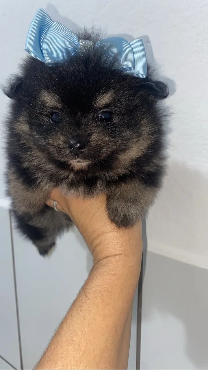 Spitz alemão - Foto 2